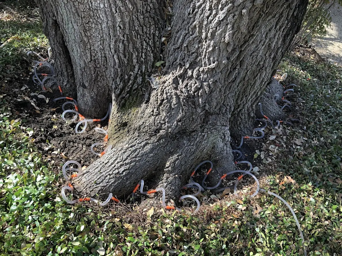 Detailed Tree Cabling and Bracing job site in Big Stone Gap