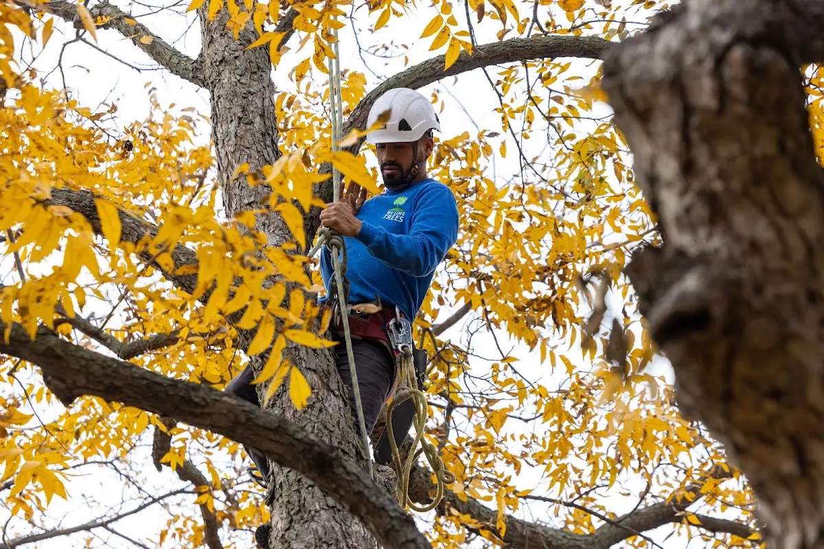 Skilled Tree Pruning crew working in Big Stone Gap